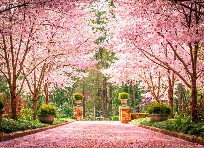 Sarah P. Duke Gardens cherry blossoms